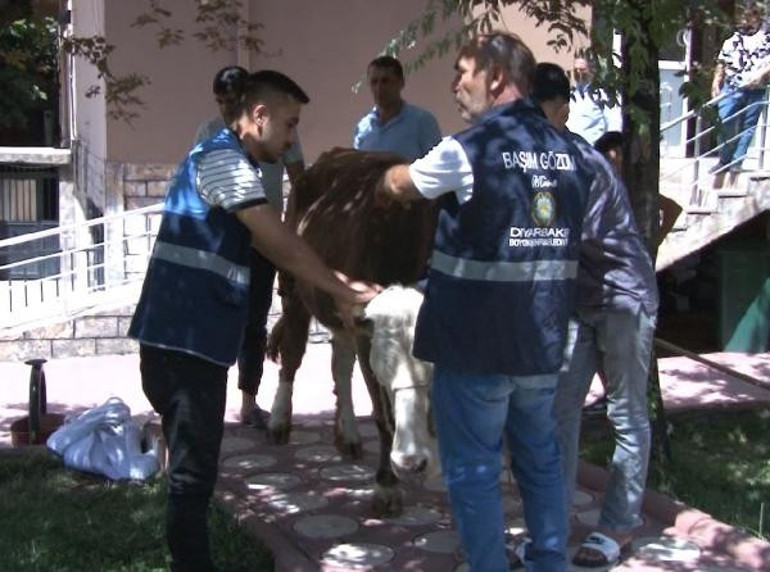 2 saatlik kovalamaca: Boğa sakinleştirici iğneyle yakalandı