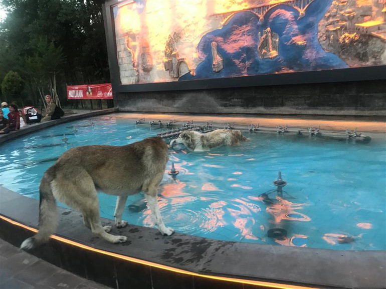 Güneydoğu’da 40 dereceyi aşan sıcaklar... Yollar boşaldı, süs havuzları doldu