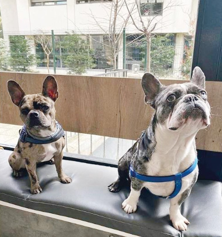 Hem köpekler rahat etsin hem de sahipleri