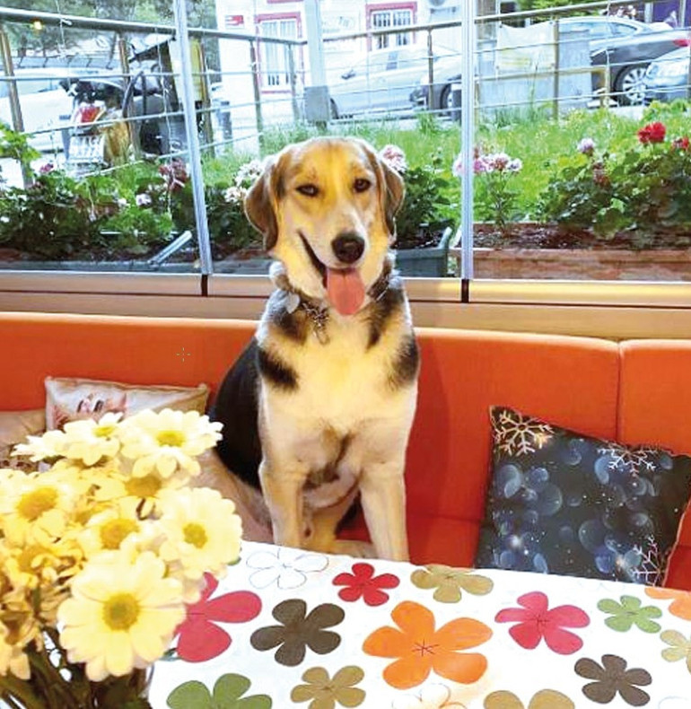 Hem köpekler rahat etsin hem de sahipleri