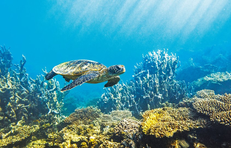 Bir garip korsan yatağı: Olimpos