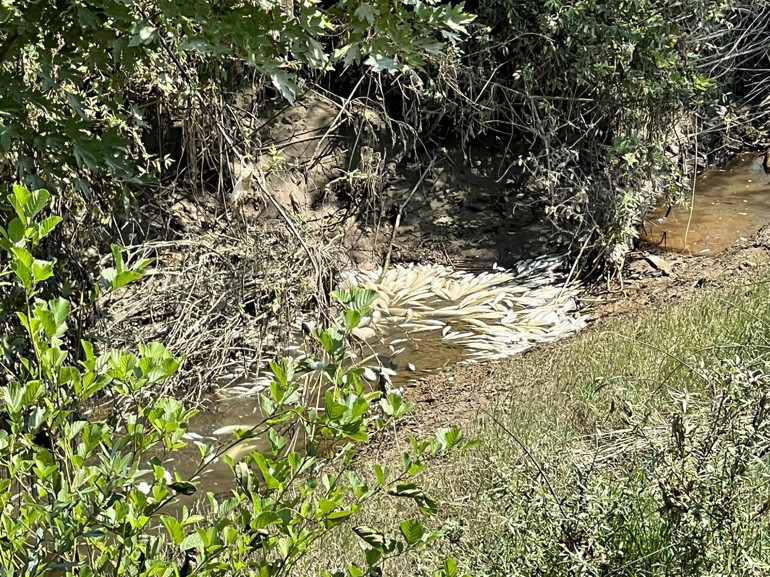 Bartın Irmağında balık ölümlerine inceleme