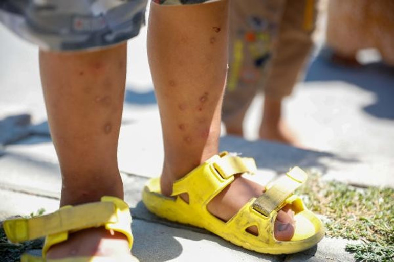 İstanbulda Aedes sivrisineği tehdidi Sayıları giderek artıyor... Uzman isimden önemli uyarı