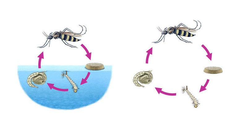 Sivrisinekler neden bazı insanları daha fazla ısırıyor