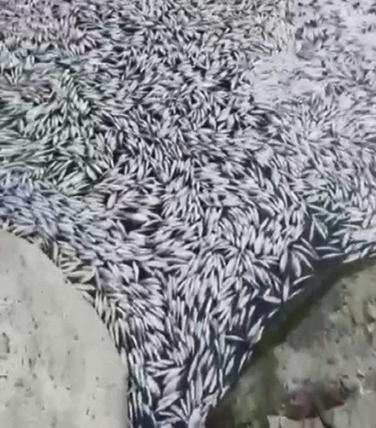 Balık ölümlerinin nedeni sıcaklık
