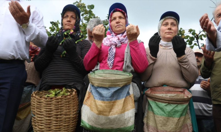 Karadenizde fındık hasadı başladı