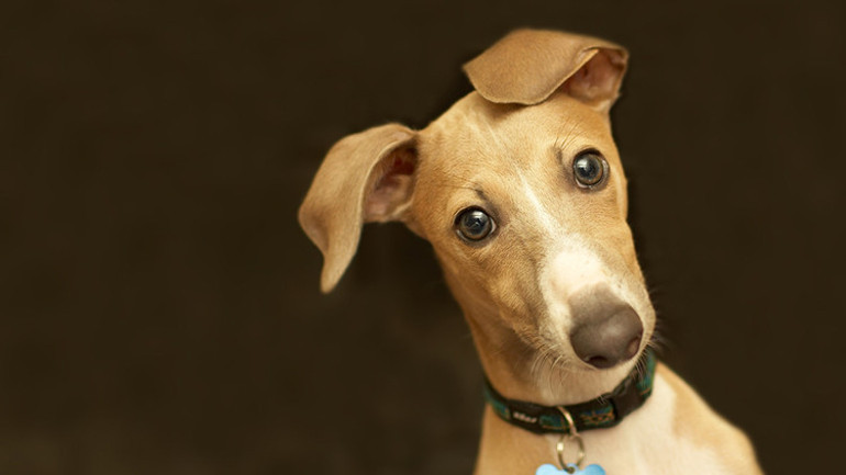 Maymun çiçeği hastalığı ilk kez bir evcil hayvana bulaştı Mutasyon endişesi...