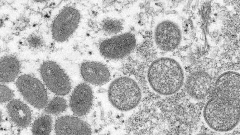 Maymun çiçeği hastalığı ilk kez bir evcil hayvana bulaştı Mutasyon endişesi...