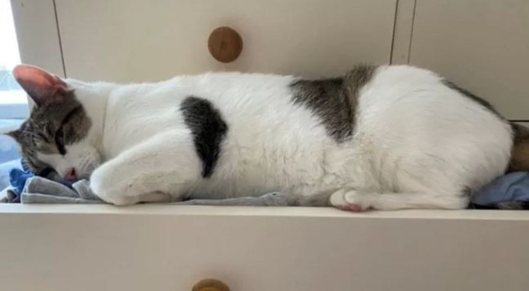 Kalp krizi geçiren kadını kedisi kurtardı