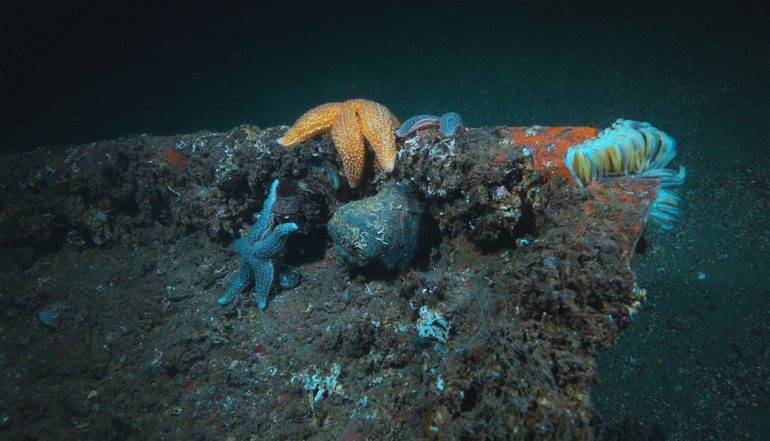 Koruma çalışmaları sonuç verdi: Biyoçeşitlilikte artış var... Marmara Denizi eski haline ulaştı