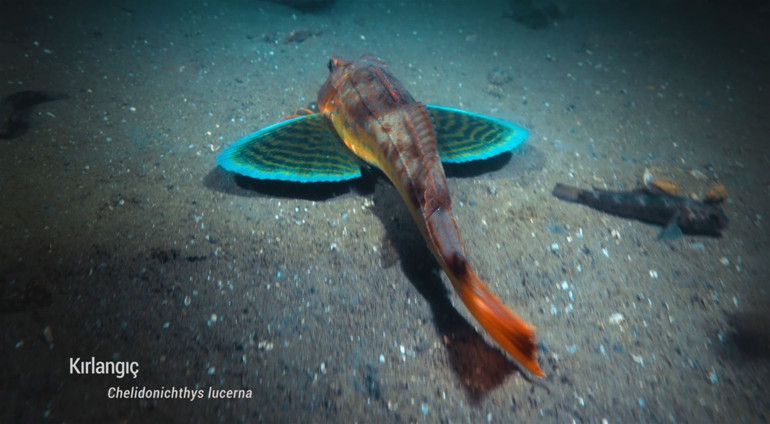 Koruma çalışmaları sonuç verdi: Biyoçeşitlilikte artış var... Marmara Denizi eski haline ulaştı