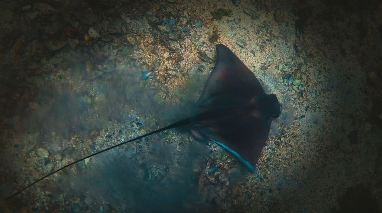 Koruma çalışmaları sonuç verdi: Biyoçeşitlilikte artış var... Marmara Denizi eski haline ulaştı