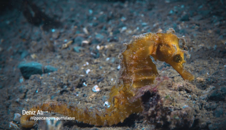 Koruma çalışmaları sonuç verdi: Biyoçeşitlilikte artış var... Marmara Denizi eski haline ulaştı