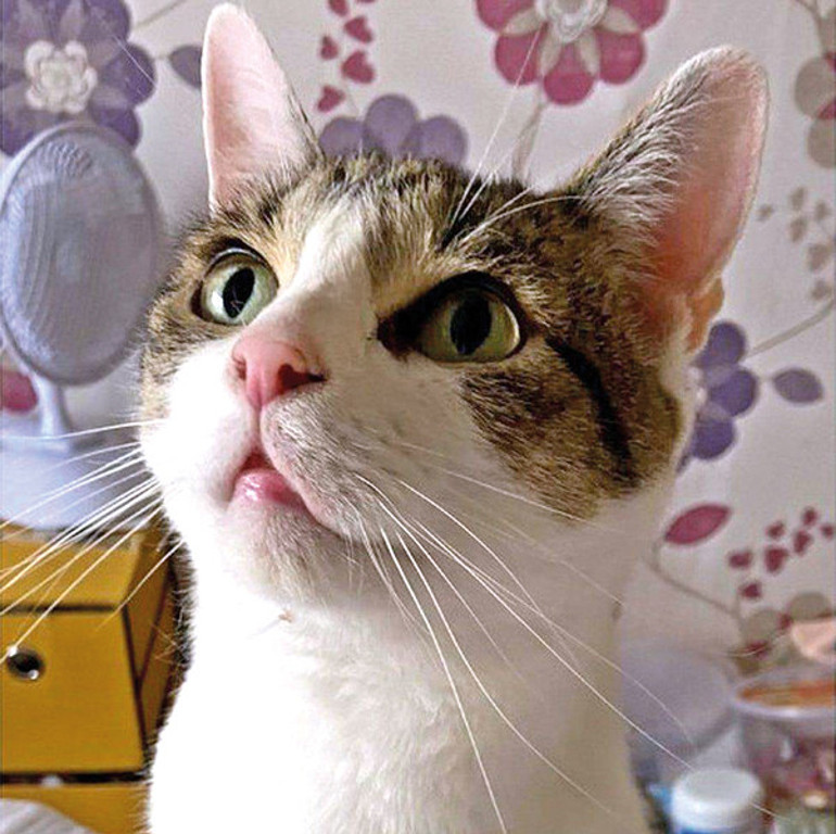 Çantada kedi var