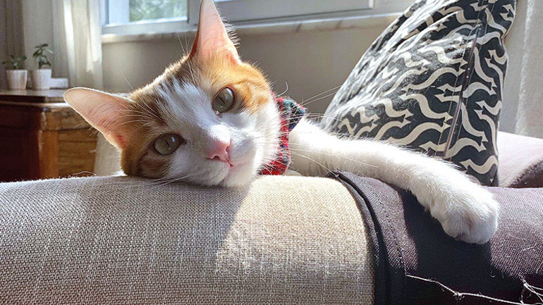 Çantada kedi var