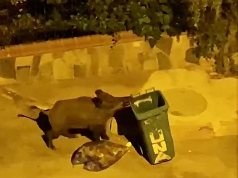 Şehre inen domuz sürüsü kamerada