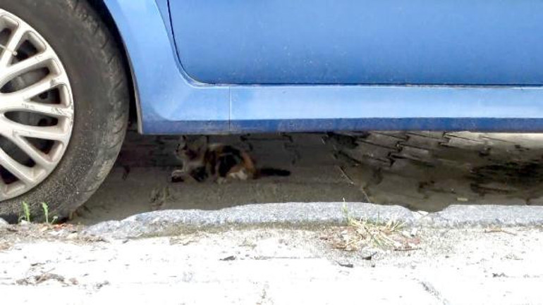 Avcılarda itfaiyeden kedi kurtarma operasyonu