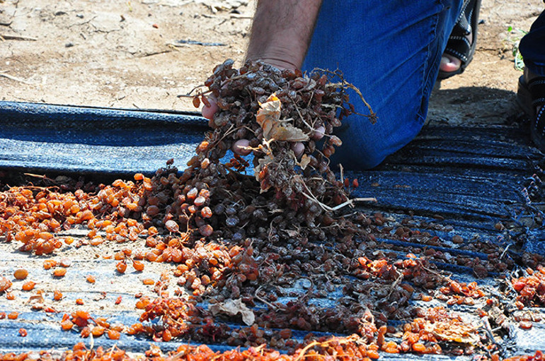 Manisada sağanak yağış üzüm bağlarını vurdu Perişanız