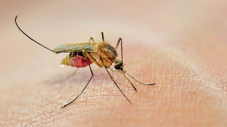 Yunanistan alarm verdi... Türkiye için sivrisinek uyarısı geldi