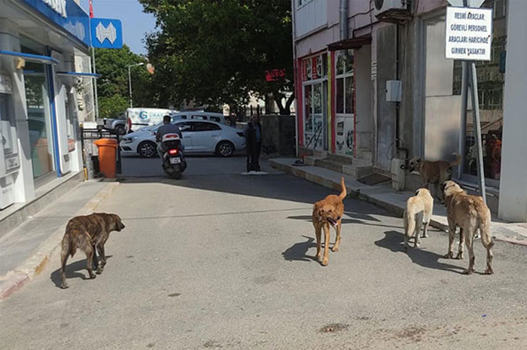 Başkanın başıboş köpek isyanı