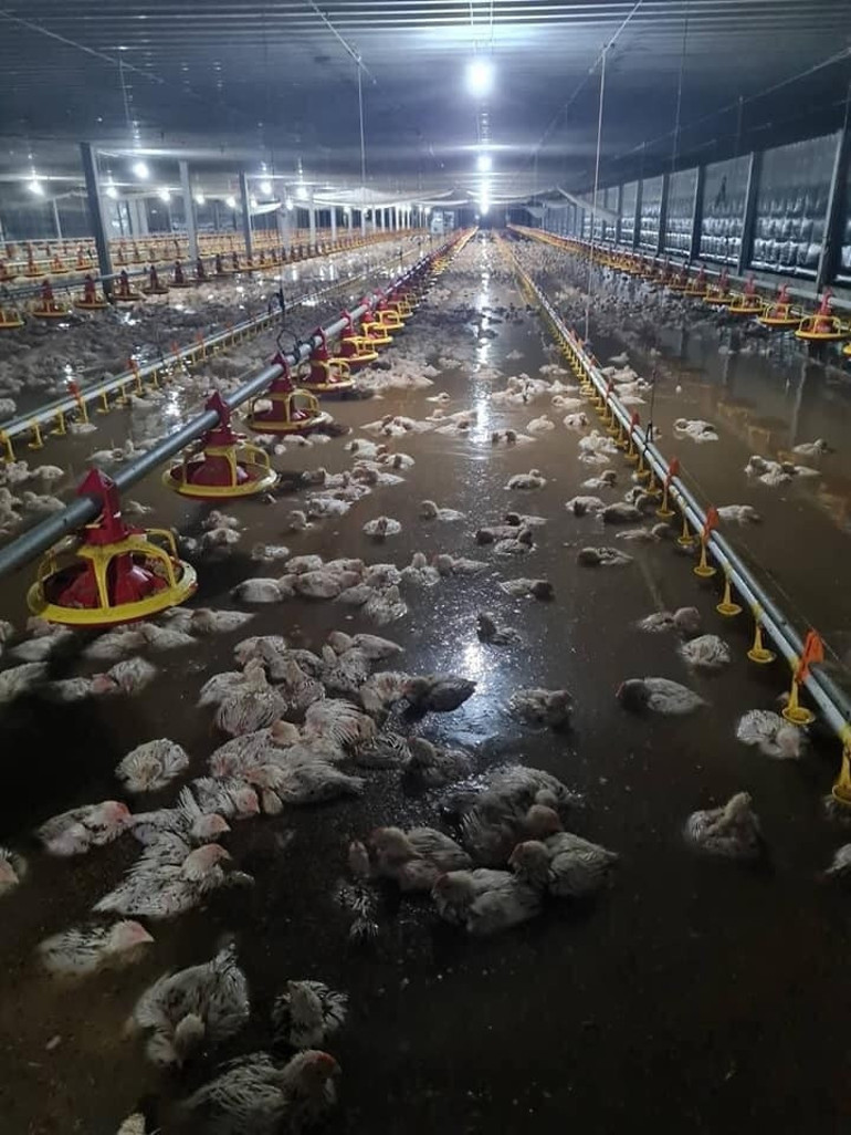 Tayland’daki su baskını felakete yol açtı: 140 bin tavuk telef oldu