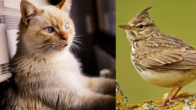 Kraliçe’nin Corgi’lerine kim bakacak