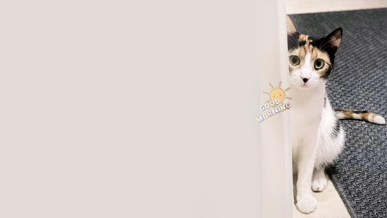 Kraliçe’nin Corgi’lerine kim bakacak