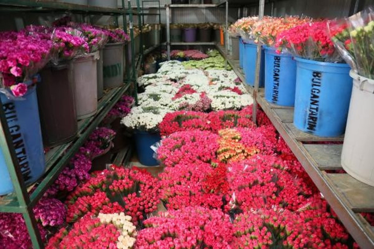 Kraliçe Elizabethin cenazesi için Türkiyeden 1,5 milyon dal karanfil gönderilecek Mesai ve işçi sayısı arttırıldı