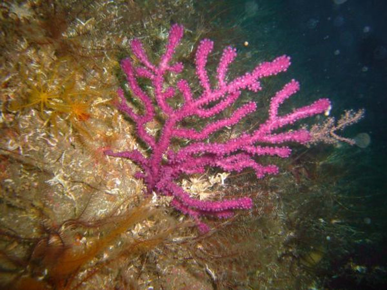 7 deniz canlısının avlanması ve satışı yasaklandı