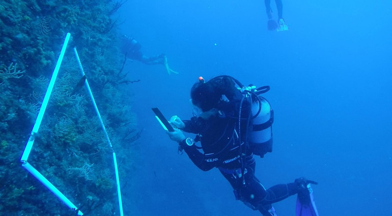 7 deniz canlısının avlanması ve satışı yasaklandı