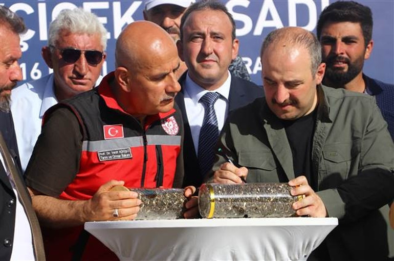 Bakan Varank ve Kirişci, ilk yerli hibrit ayçiçeğini hasat etti