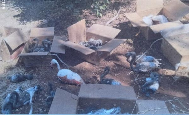 Kolilerden gelen sesler harekete geçirdi Gören inanamadı: Para için flamingolara kıydılar