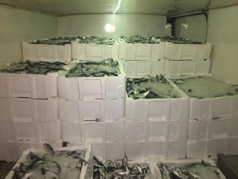 Gürpınar Halinde yasak avlanan balık operasyonu: Hepsine el konuldu