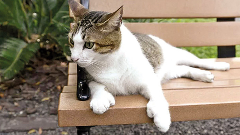 Stresimizi anlıyorlar