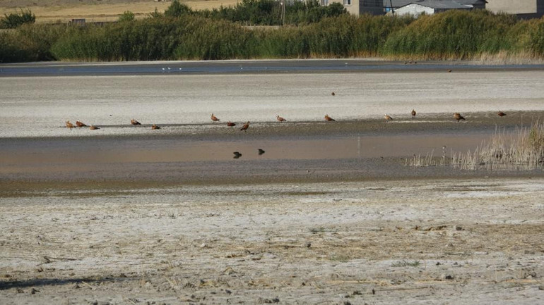 Kuş cenneti Erçek Gölü’nde endişelendiren görüntü