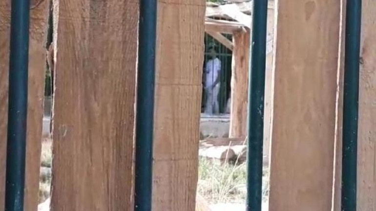 Arka kapıdan aslan ziyareti Mühürlü hayvanat bahçesine kaçak giriş