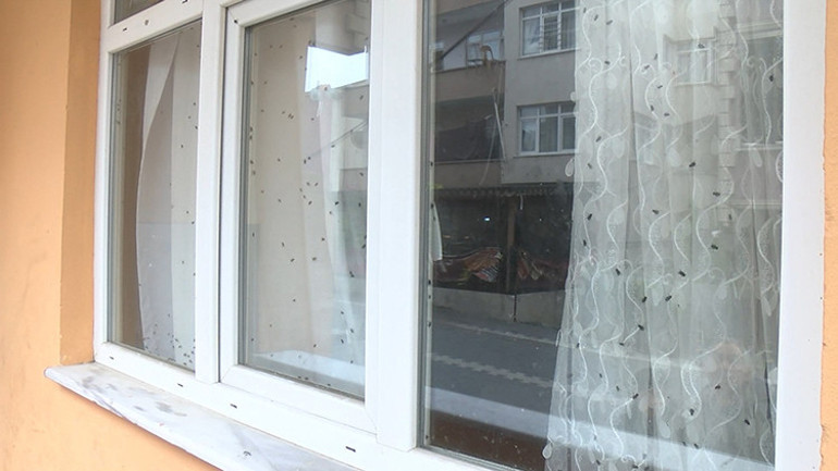 Mahallede sinekli ev paniği Ekipleri alarma geçirdiler, korktukları gibi olmadı