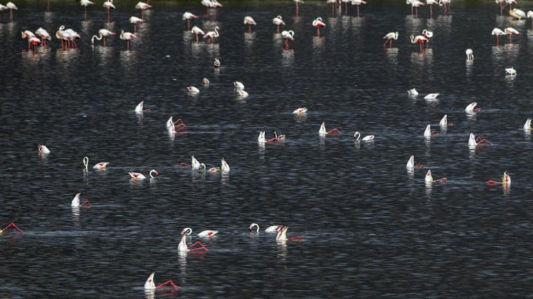 Bakan Kurum: Tuz Gölü’nde 10 bin flamingo yavrusu alınan tedbirlerle kurtuldu
