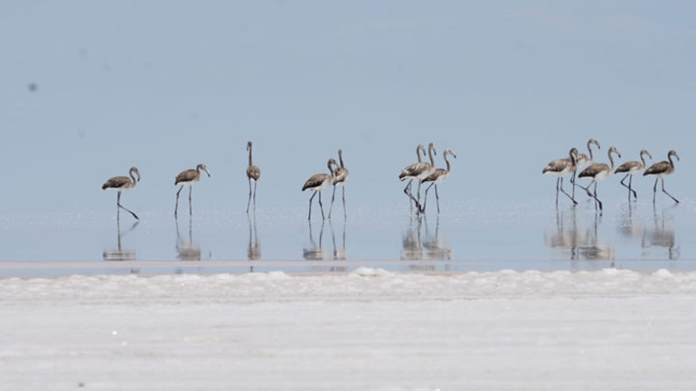 Bakan Kurum: Tuz Gölü’nde 10 bin flamingo yavrusu alınan tedbirlerle kurtuldu