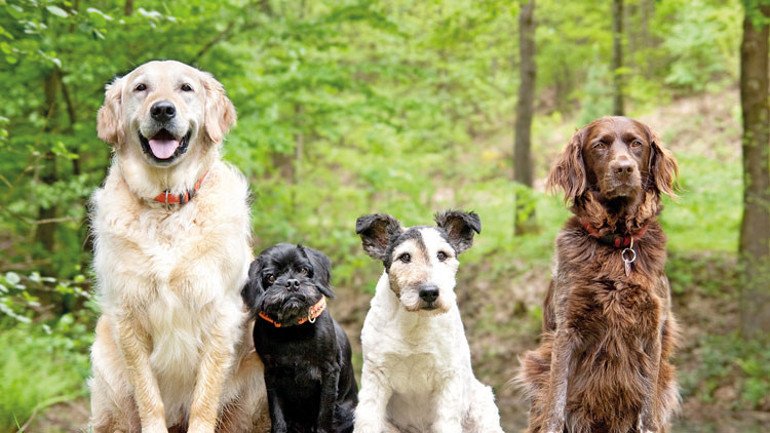Bana köpeğini söyle sana kim olduğunu söyleyeyim