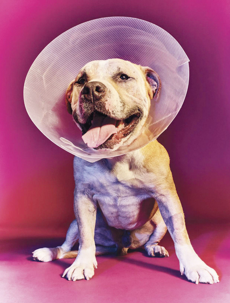 Bana köpeğini söyle sana kim olduğunu söyleyeyim