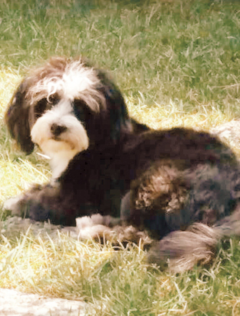Bana köpeğini söyle sana kim olduğunu söyleyeyim