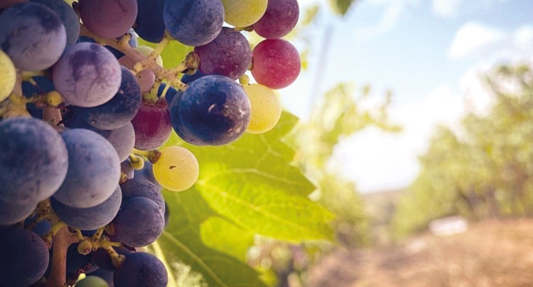 Çağatay Ulusoy 10 dönüm üzüm bağı almıştı... Şarap satacak
