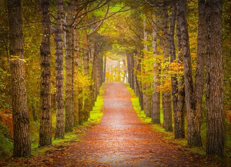 Sonbaharın renkleri: Arboretumlar ve botanik bahçeleri | 6 ŞEHİR 7 ADRES
