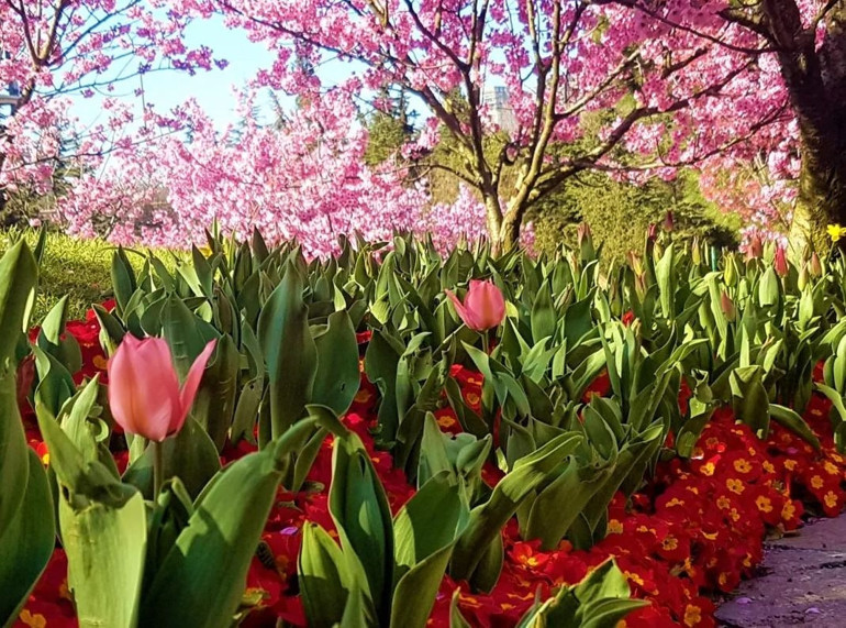 Sonbaharın renkleri: Arboretumlar ve botanik bahçeleri | 6 ŞEHİR 7 ADRES
