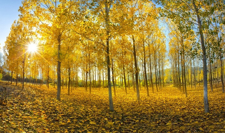 Sonbaharın renkleri: Arboretumlar ve botanik bahçeleri | 6 ŞEHİR 7 ADRES