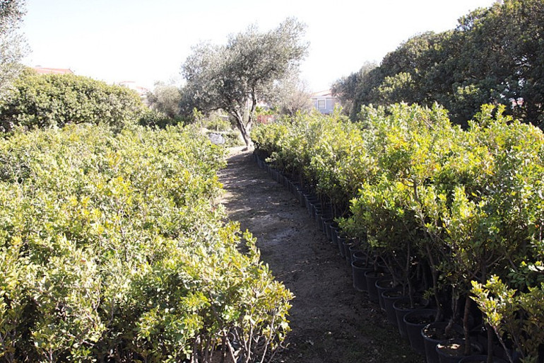 Bu bir sakız sevdası