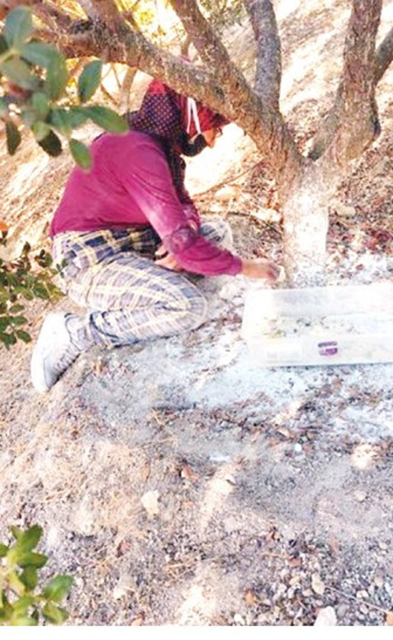 Bu bir sakız sevdası