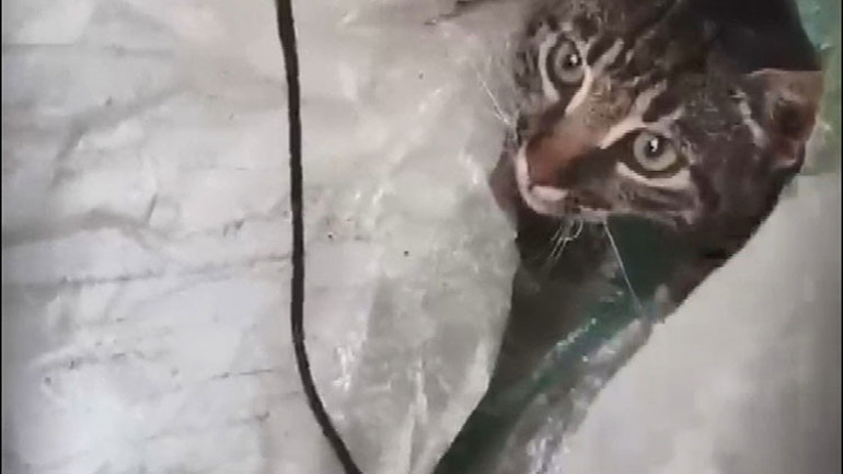 Araçlarının bagajındaki çuvaldan 2 kedi çıktı İşte verilen ceza...