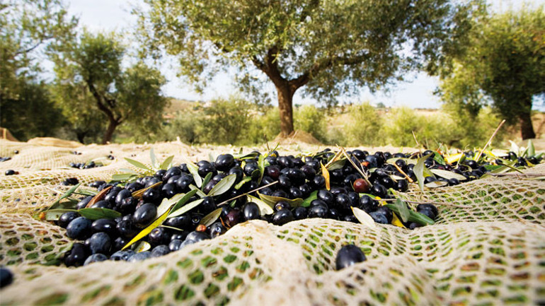 Günlerden zeytin ağacı...